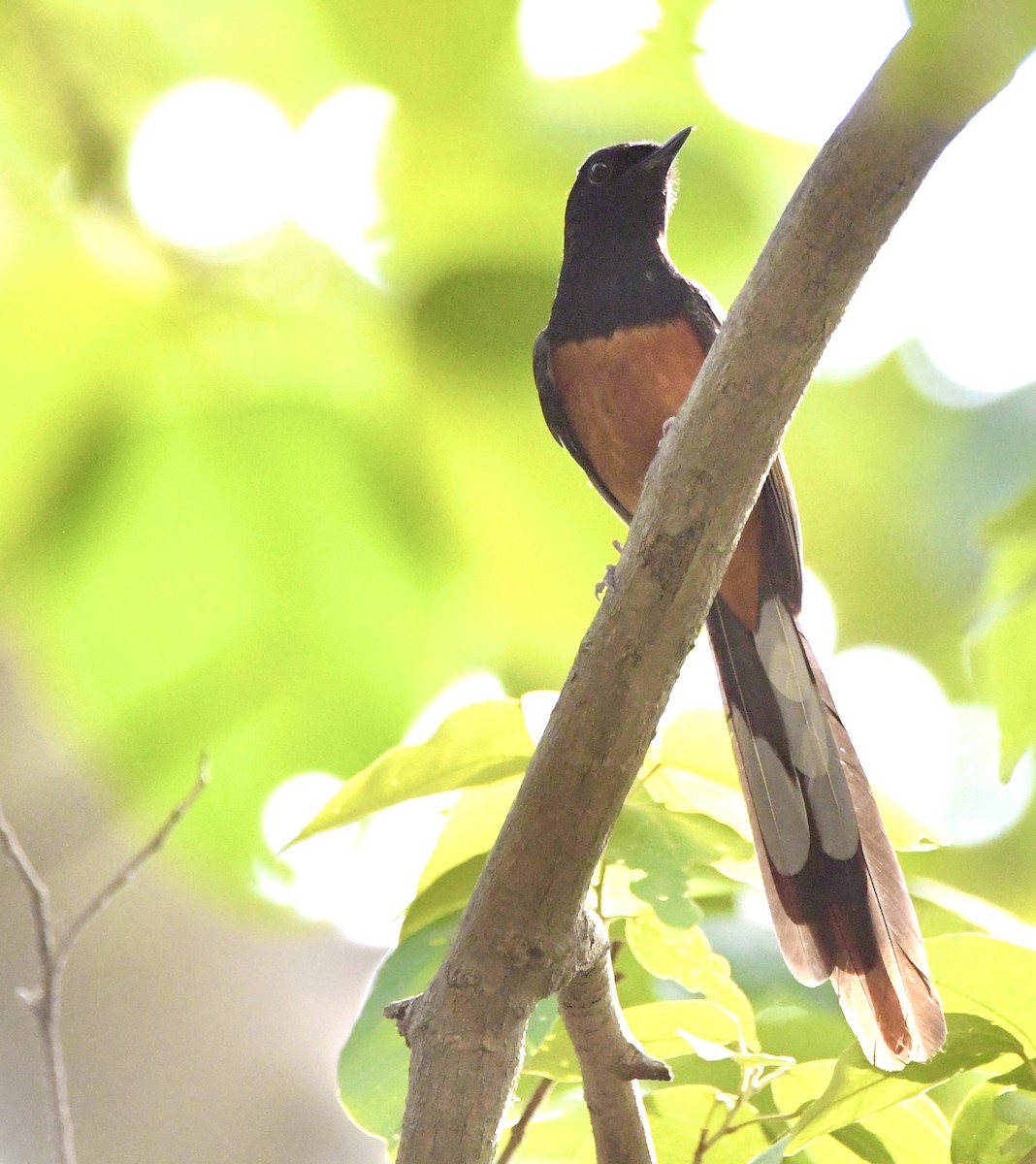 White-rumped Shama - mark perry