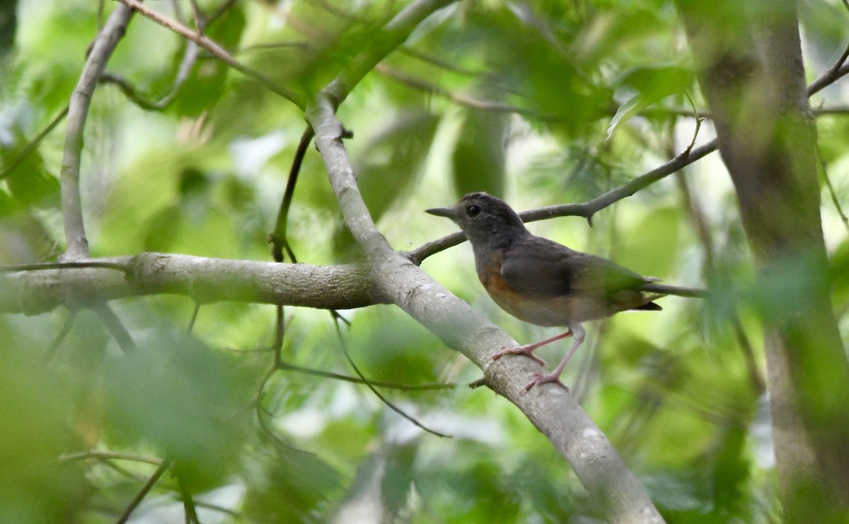 White-rumped Shama - ML620835735