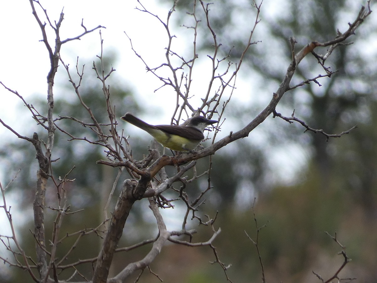 Dickschnabel-Königstyrann - ML620835745