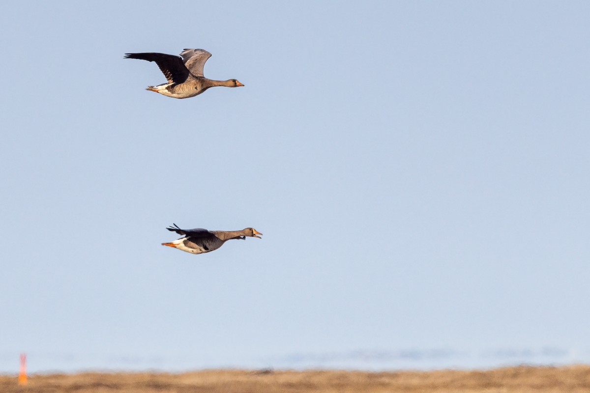 Greater White-fronted Goose - ML620835752