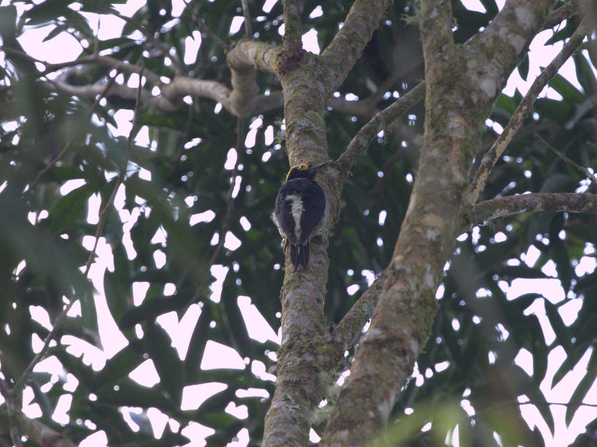 Yellow-tufted Woodpecker - Menachem Goldstein