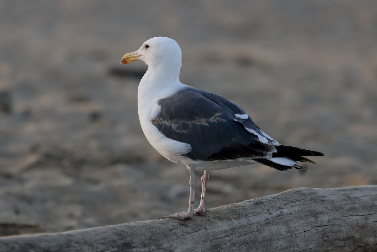 Gaviota Occidental - ML620835784