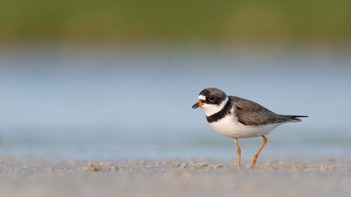 Semipalmated Plover - ML620835785