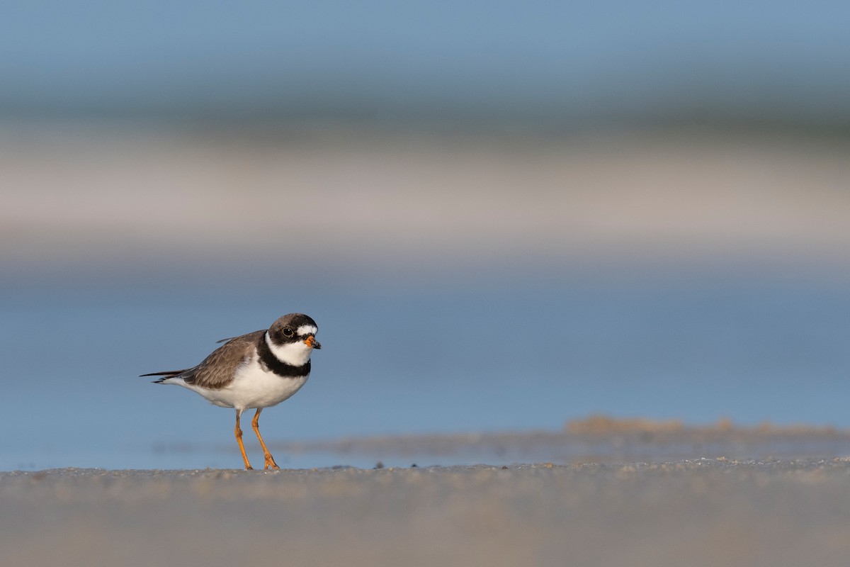 Semipalmated Plover - ML620835786
