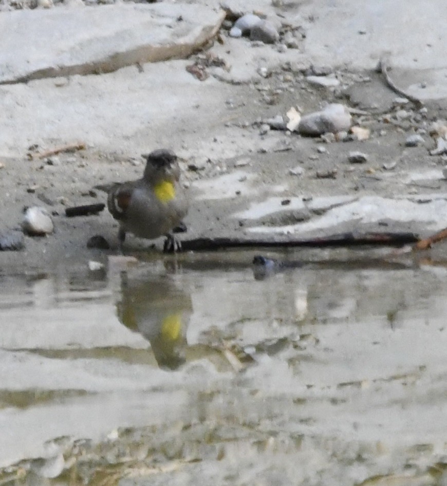 Moineau à gorge jaune - ML620835797