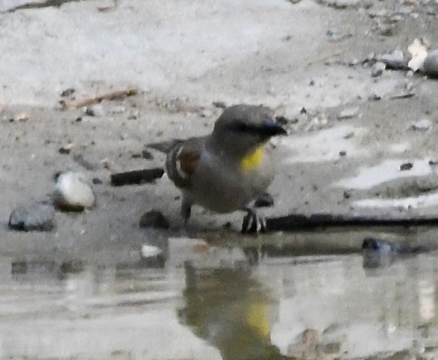 Yellow-throated Sparrow - ML620835799