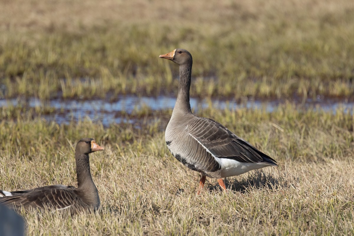 Greater White-fronted Goose - ML620835802