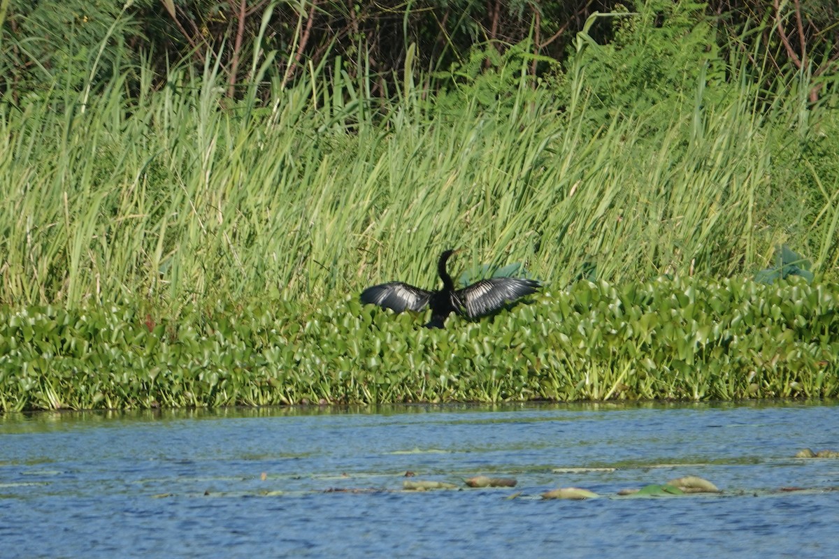 Anhinga Americana - ML620835812