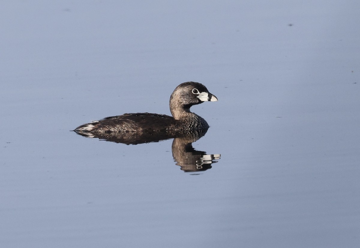 Pied-billed Grebe - ML620835815