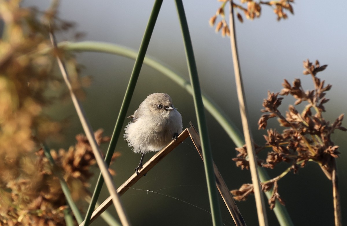 Bushtit (Pacific) - ML620835839