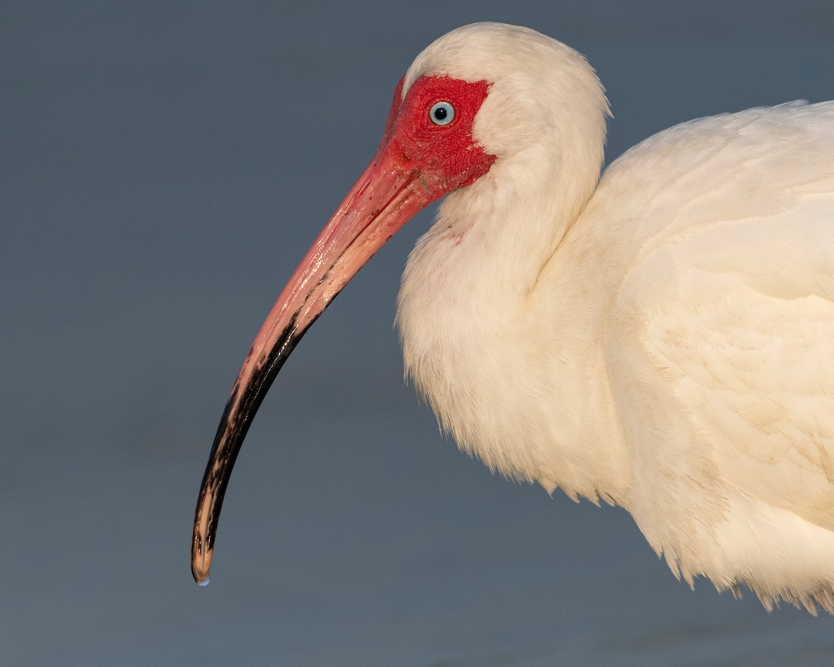 ibis bílý - ML620835846