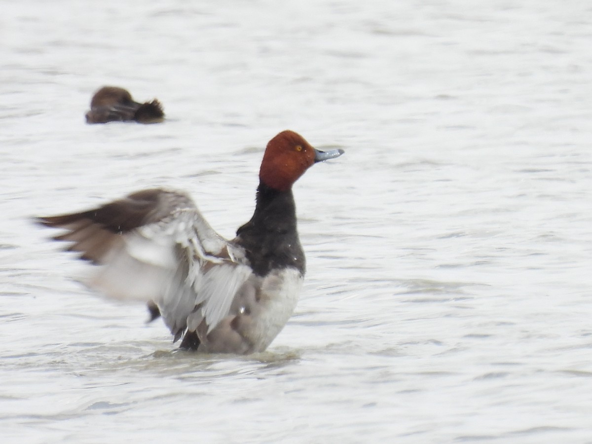 Redhead - ML620835851