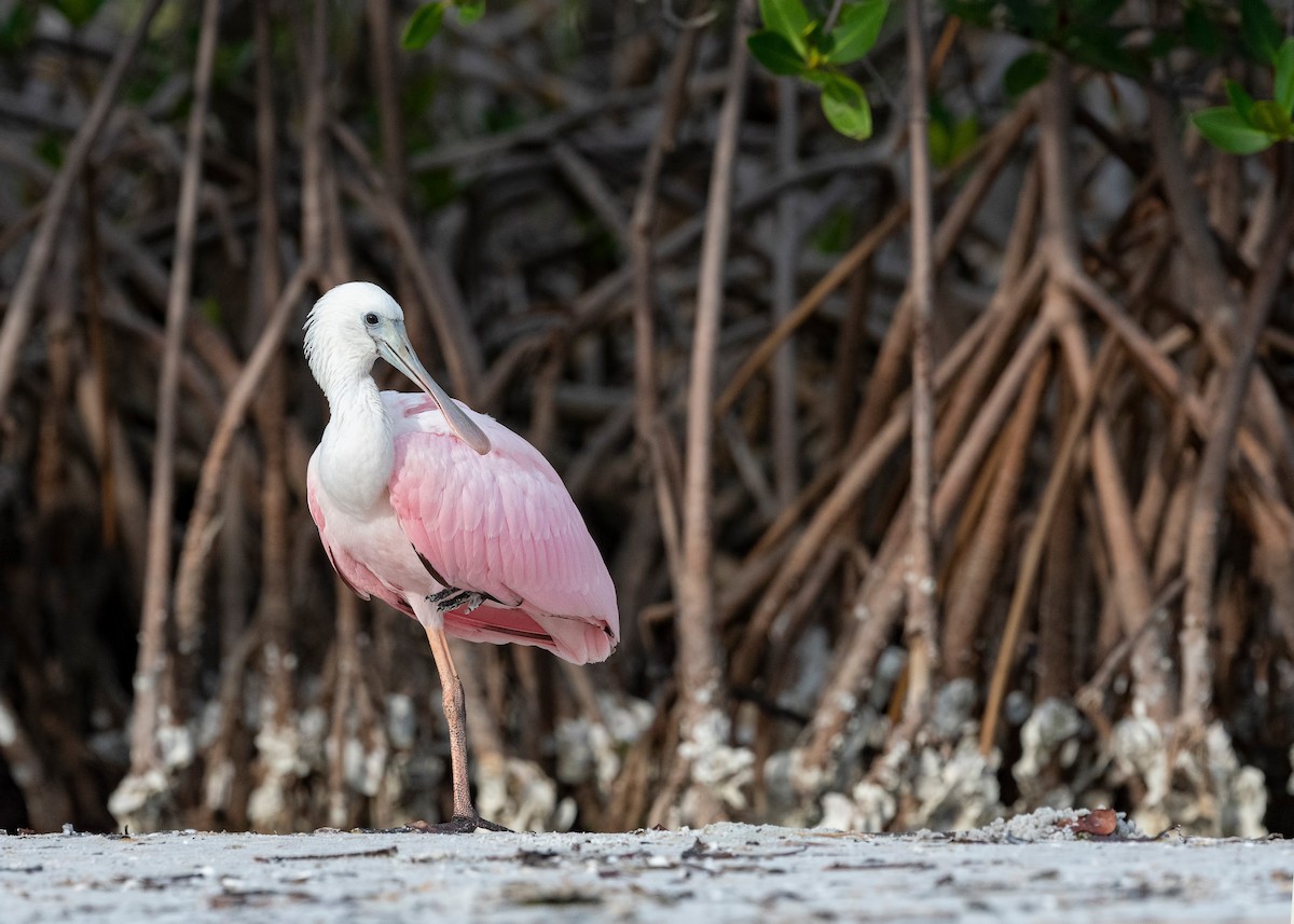 Roseate Spoonbill - Heyn de Kock