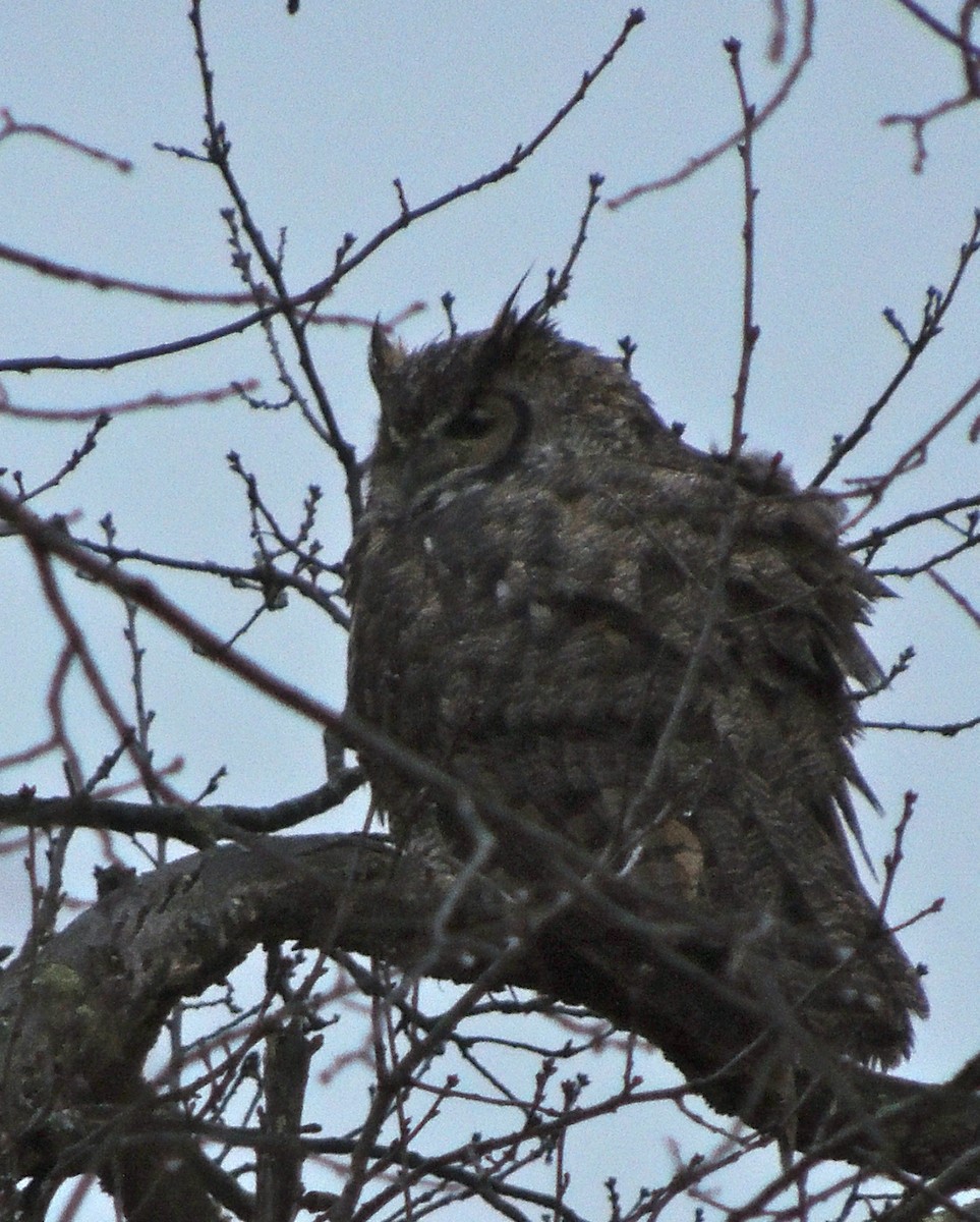 Great Horned Owl - ML620835863