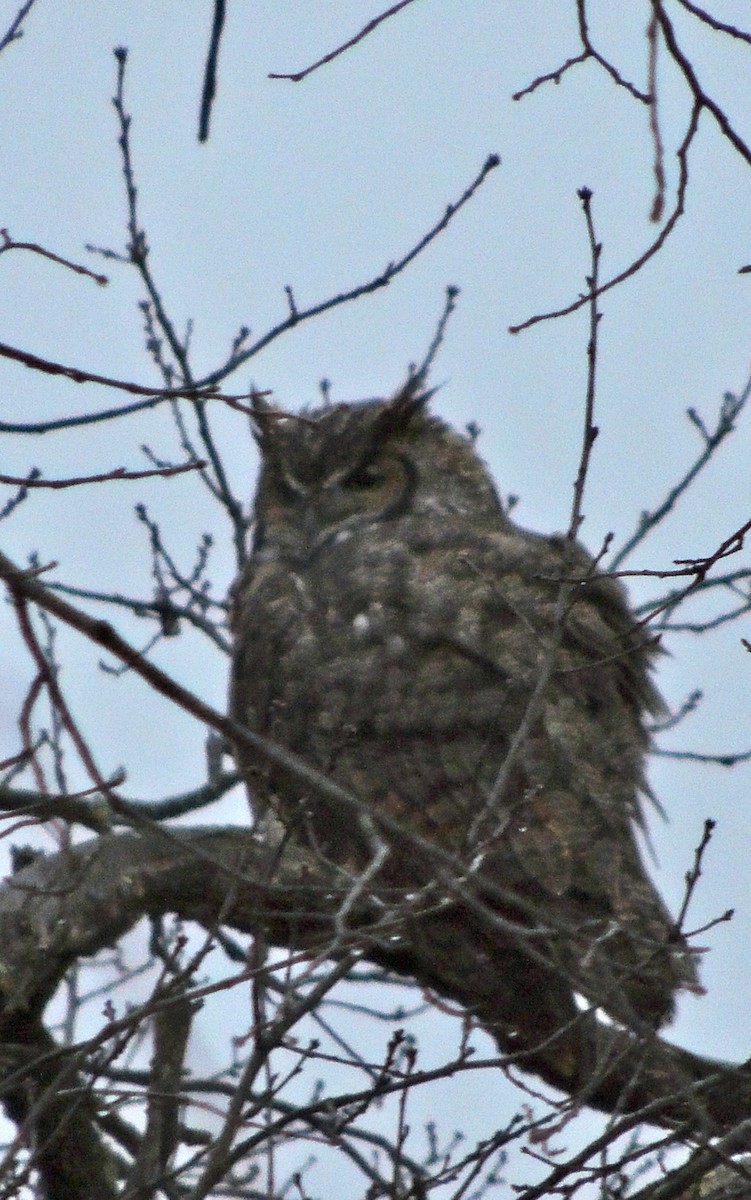 Great Horned Owl - ML620835864