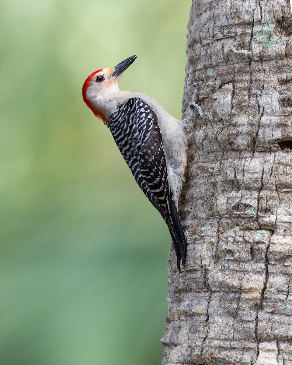 Red-bellied Woodpecker - ML620835865
