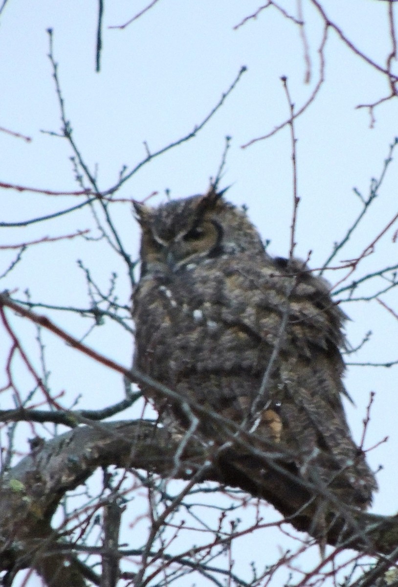 Great Horned Owl - ML620835866