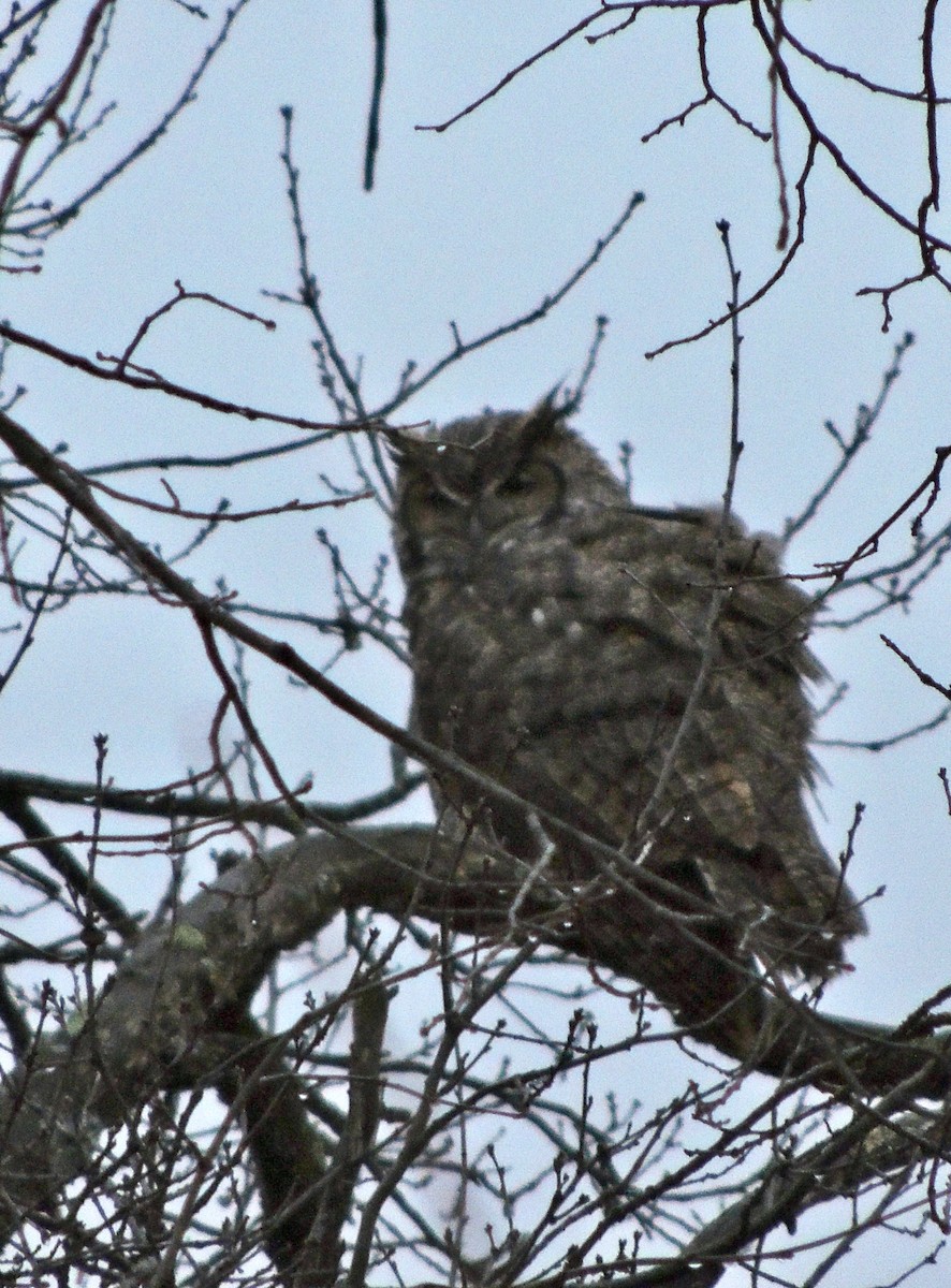 Great Horned Owl - ML620835867