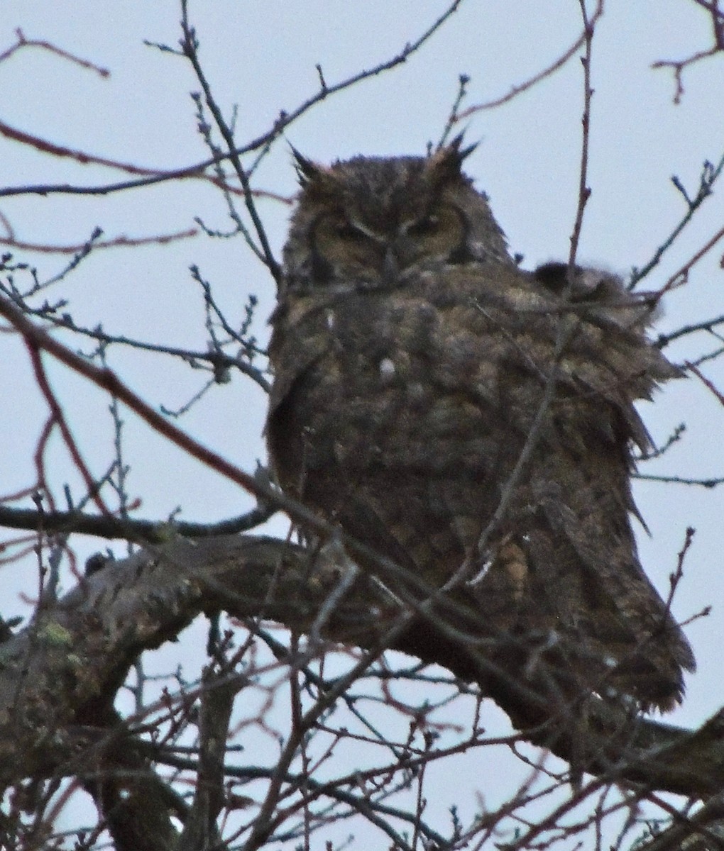Great Horned Owl - ML620835868