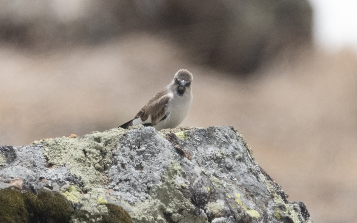 White-winged Snowfinch - ML620835872