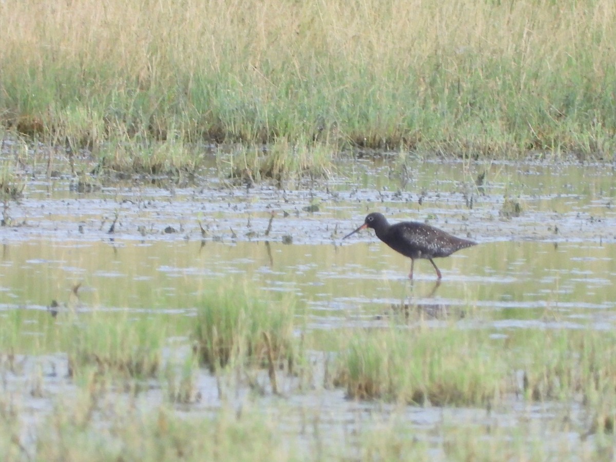 Spotted Redshank - ML620835877