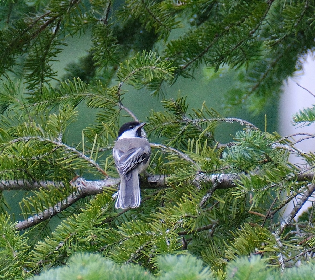 Black-capped Chickadee - Guy Laflamme