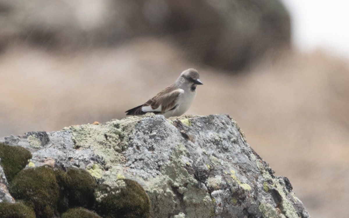 White-winged Snowfinch - ML620835880