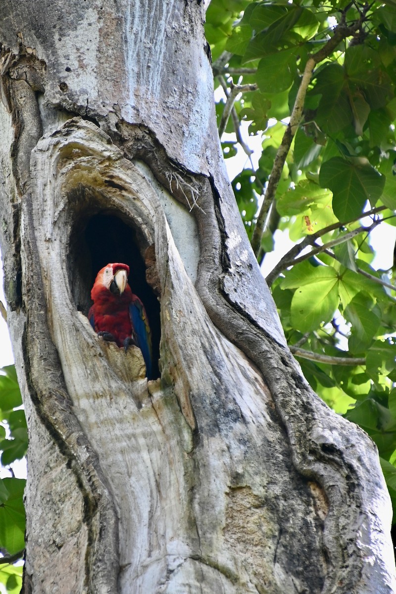 Scarlet Macaw - ML620835889