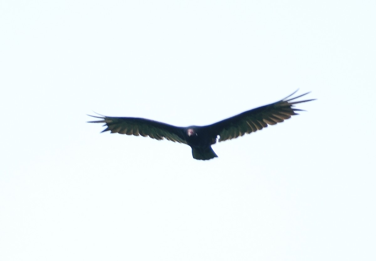 Turkey Vulture - ML620835890