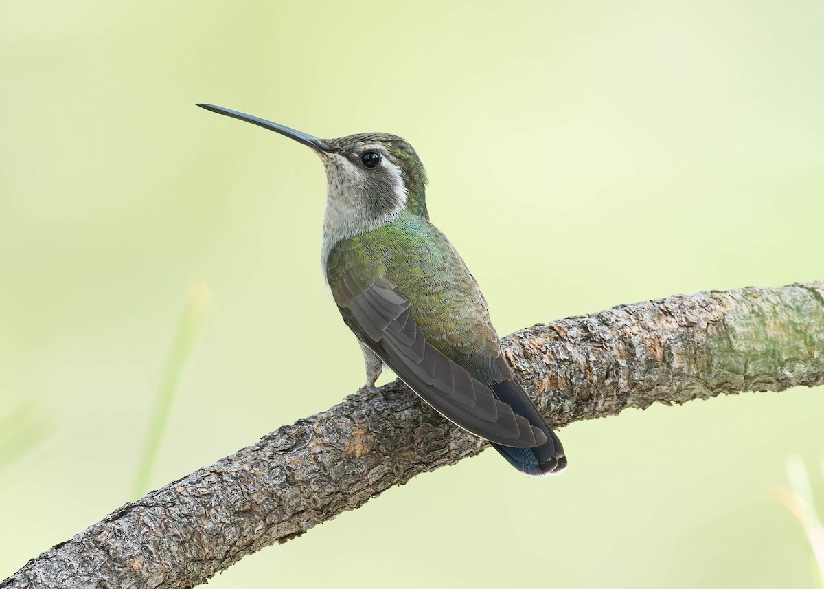 kolibřík blankytohrdlý - ML620835908