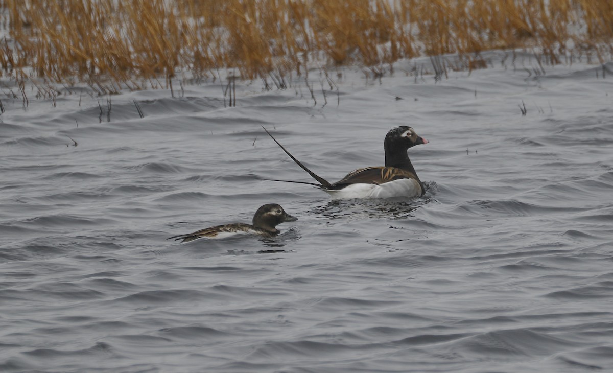 Long-tailed Duck - ML620835909