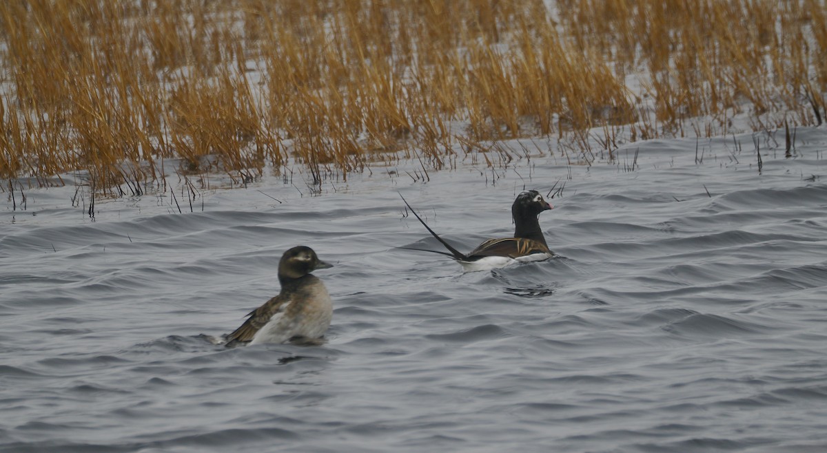 Long-tailed Duck - ML620835911