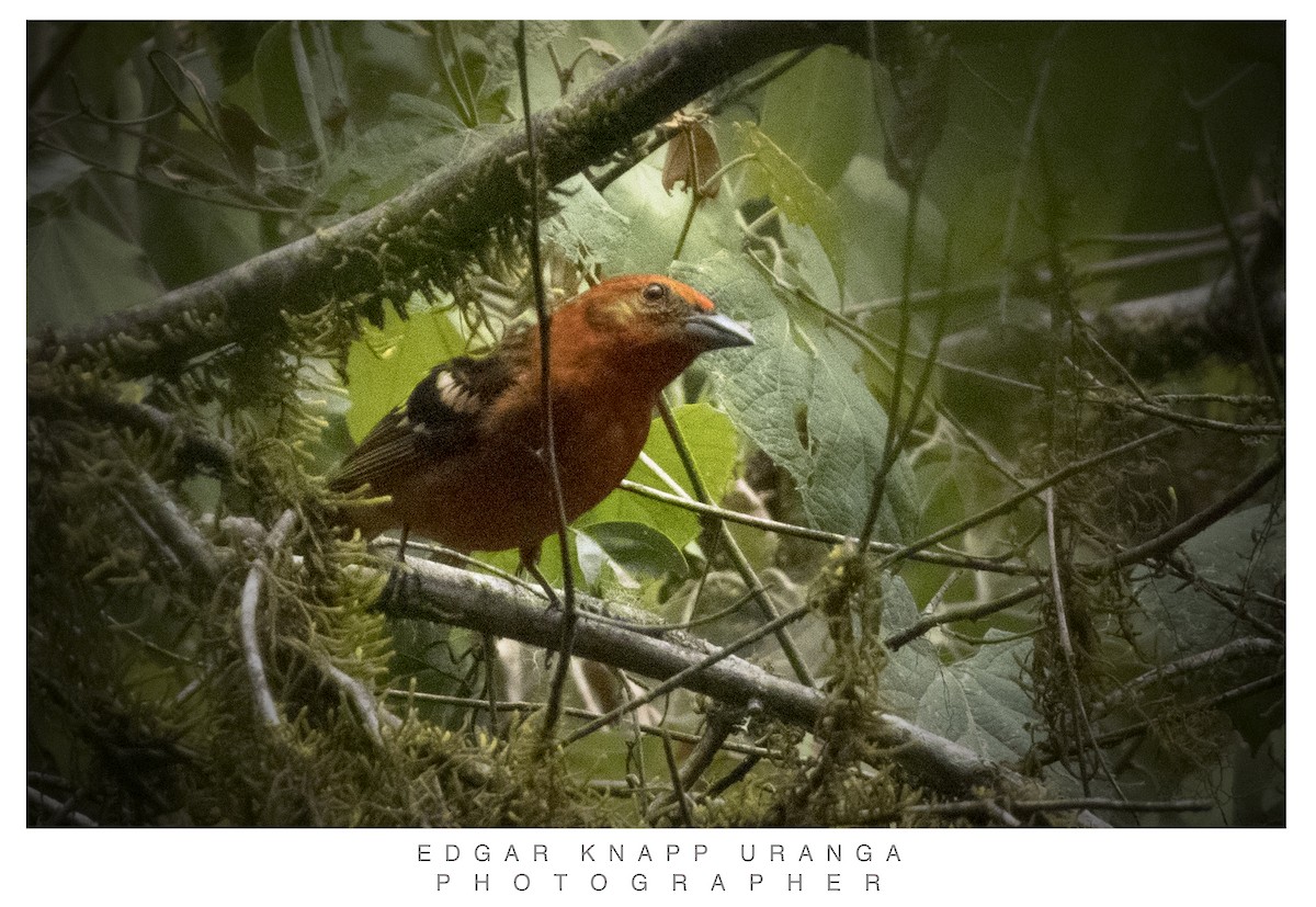 Flame-colored Tanager - ML620835917