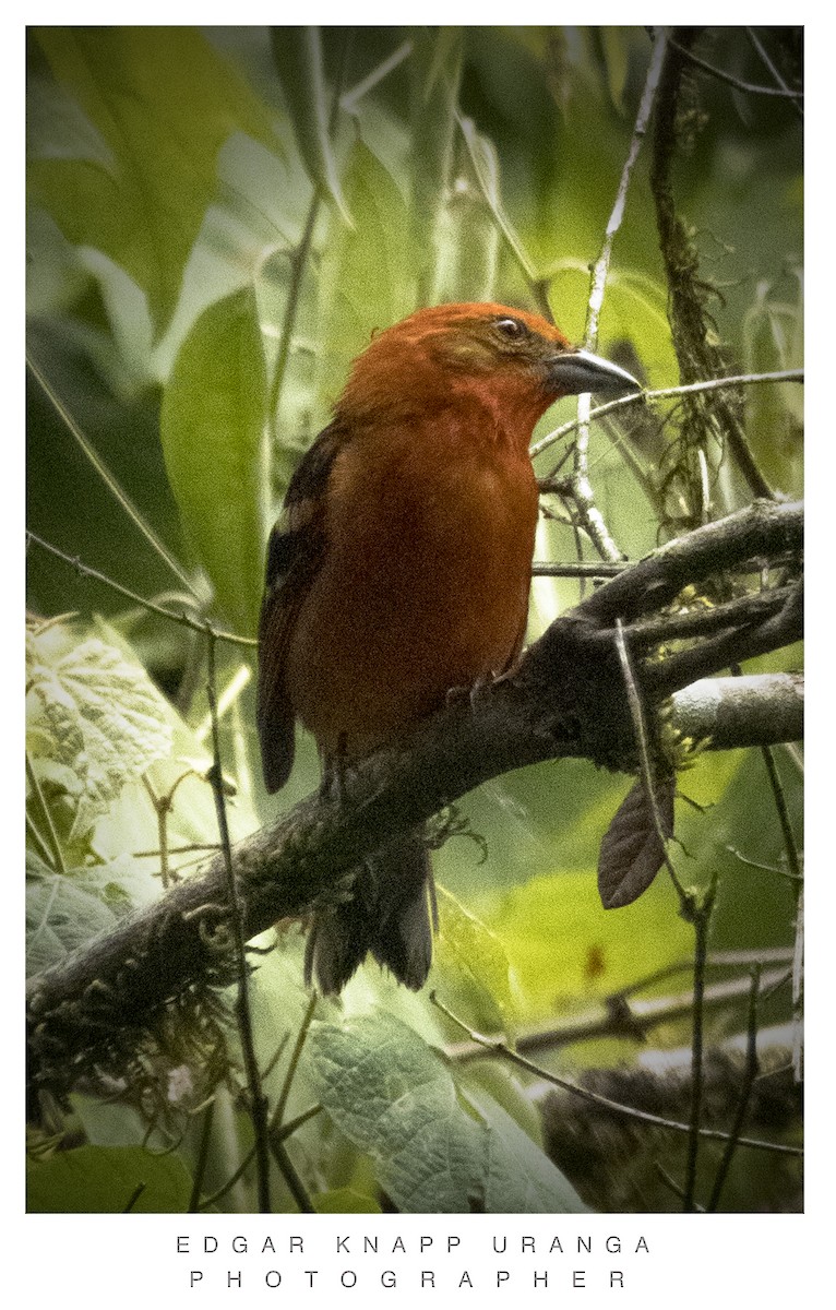 Flame-colored Tanager - ML620835918