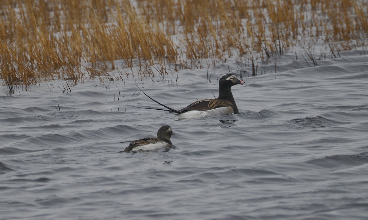 Long-tailed Duck - ML620835921