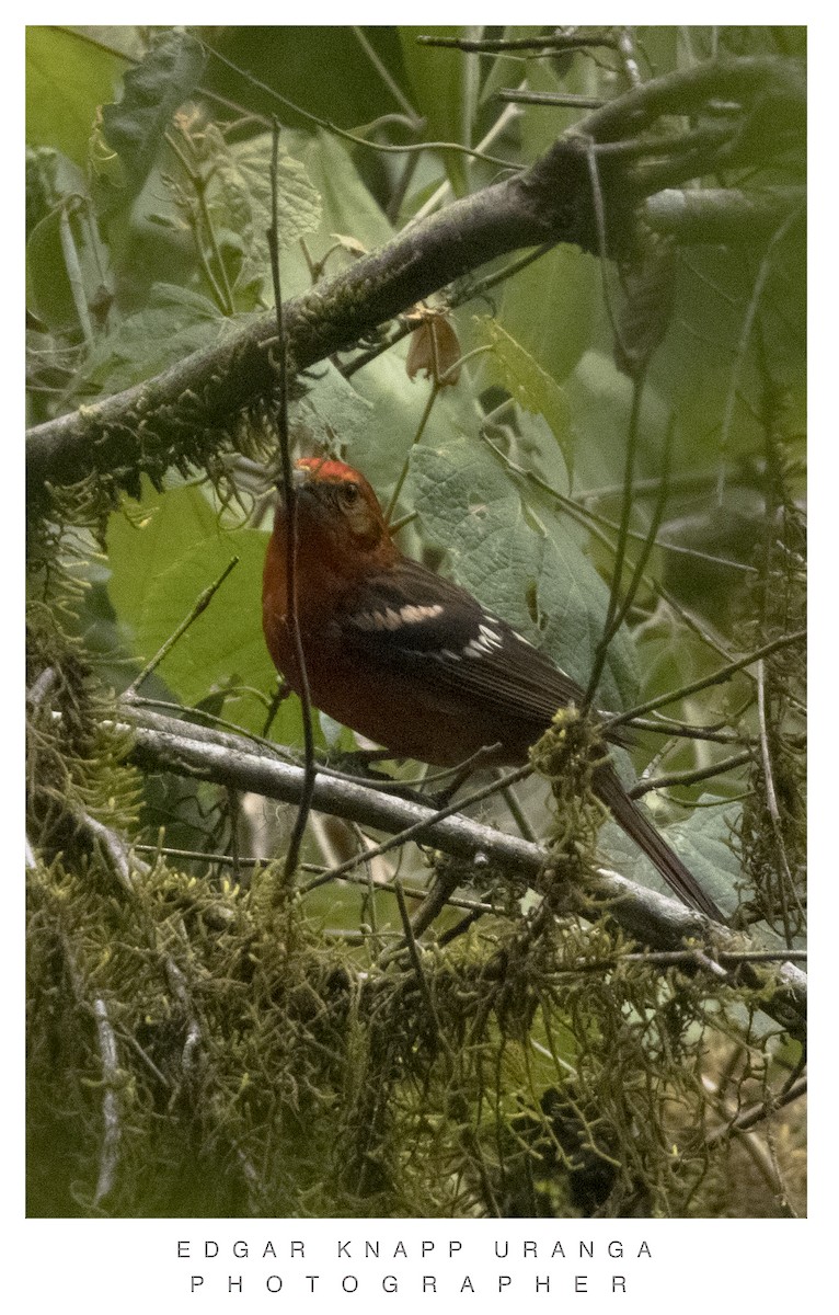 Flame-colored Tanager - ML620835927