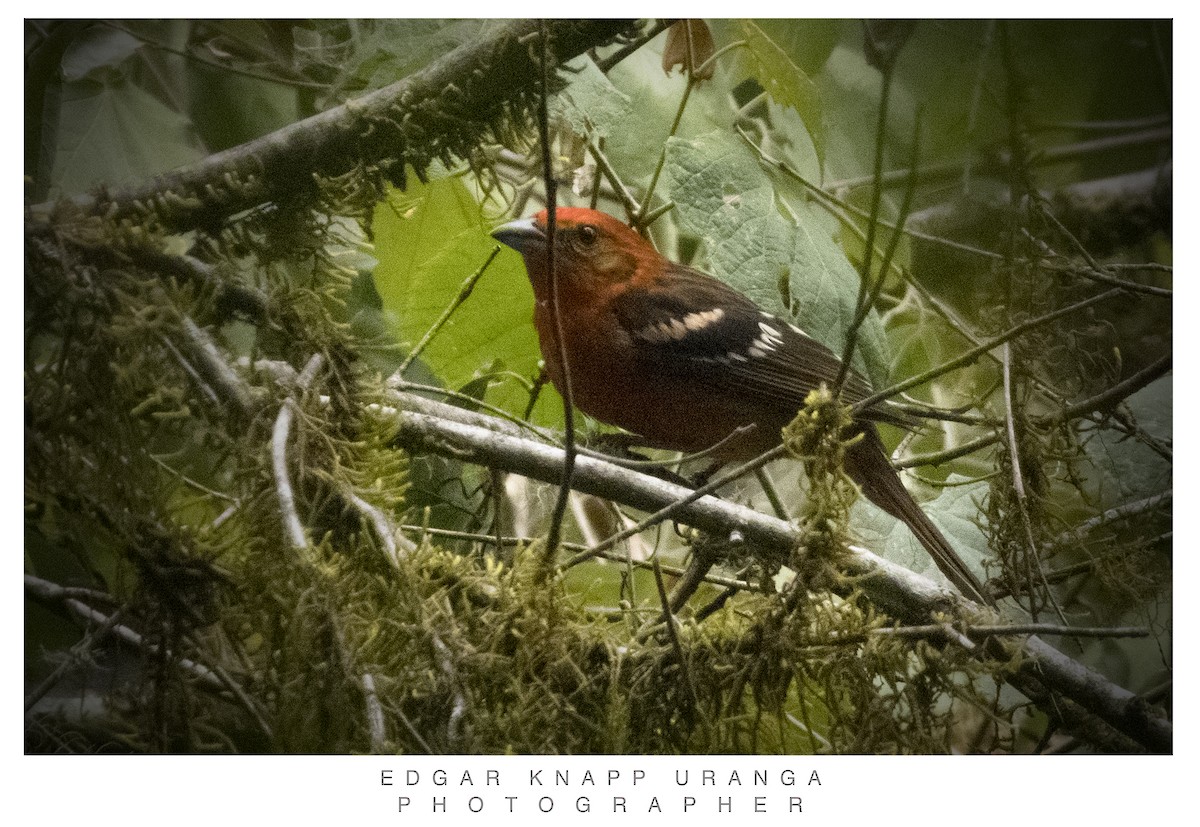 Flame-colored Tanager - ML620835928