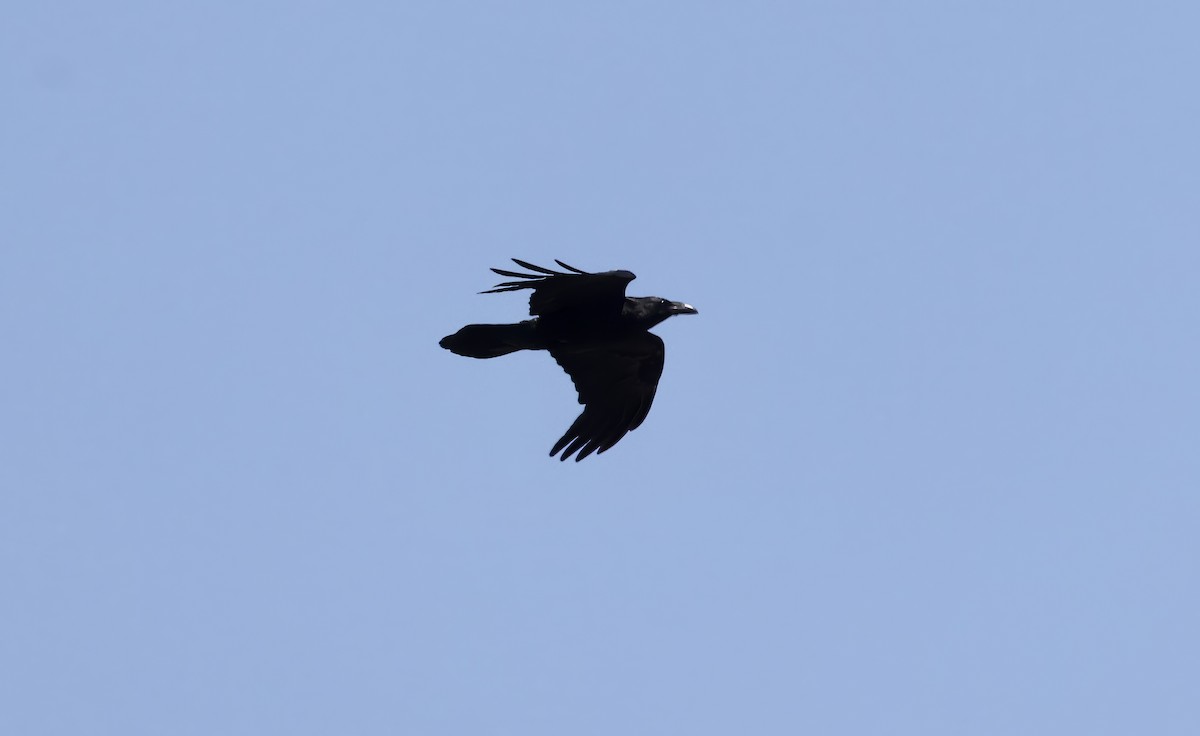 Common Raven - ML620835950