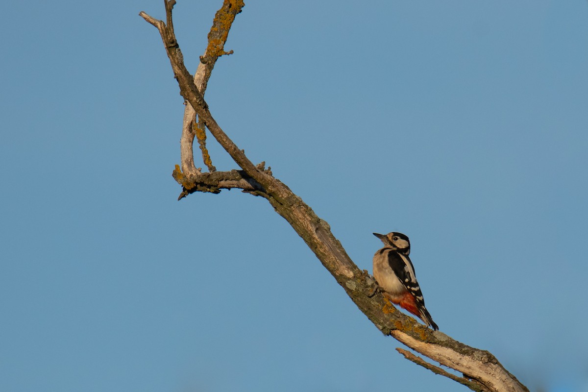 Great Spotted Woodpecker - ML620835977