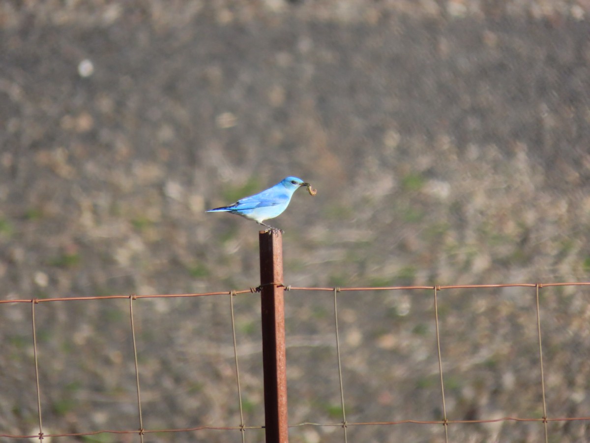 Mountain Bluebird - ML620836005