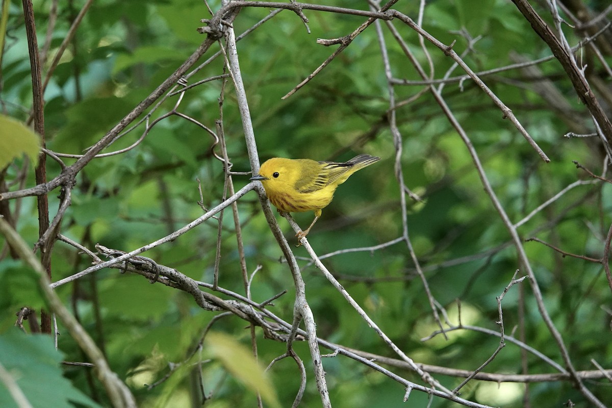 Paruline jaune - ML620836014