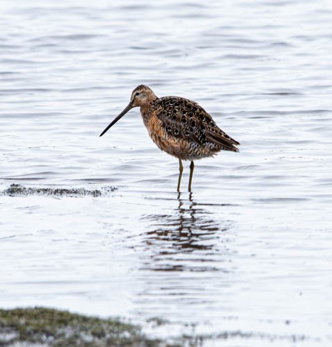 Long-billed Dowitcher - ML620836028