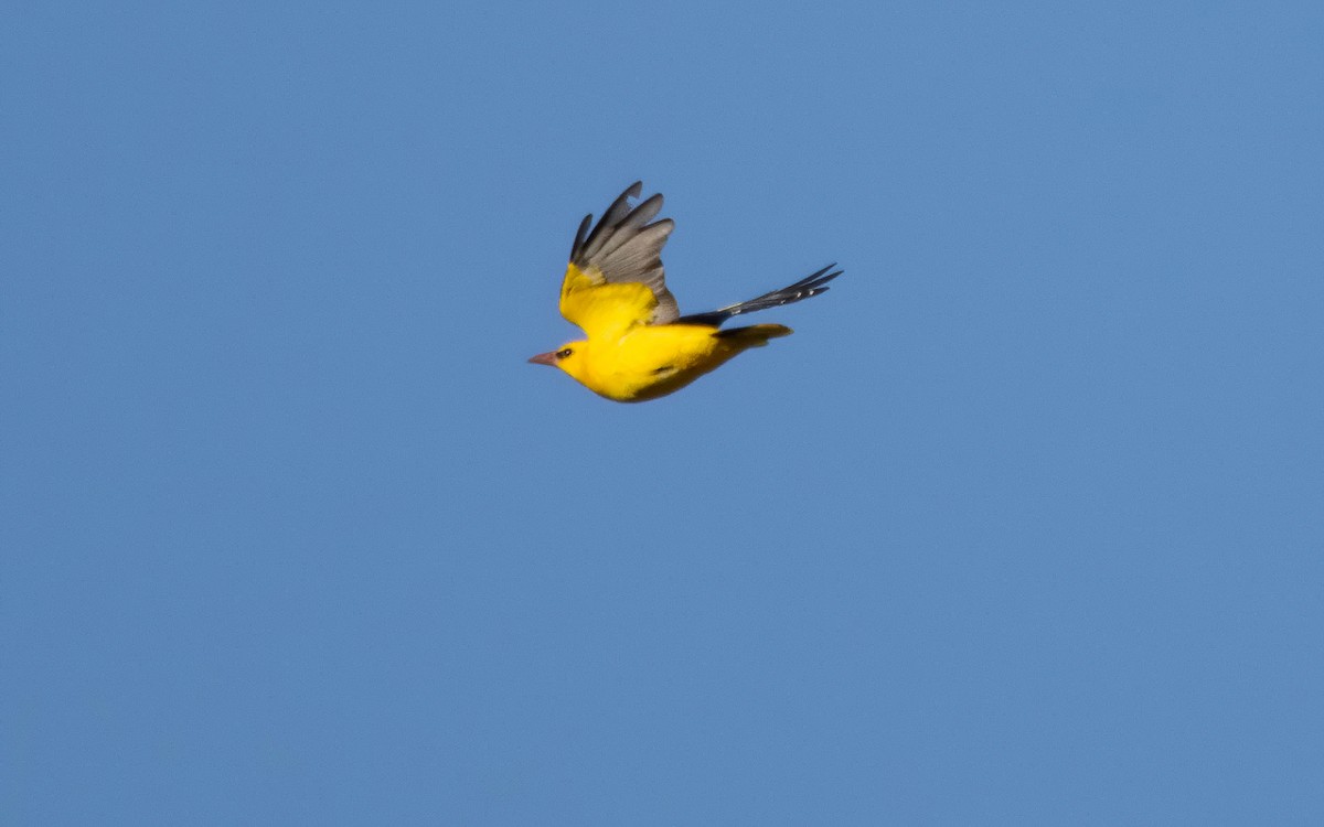 Eurasian Golden Oriole - ML620836029