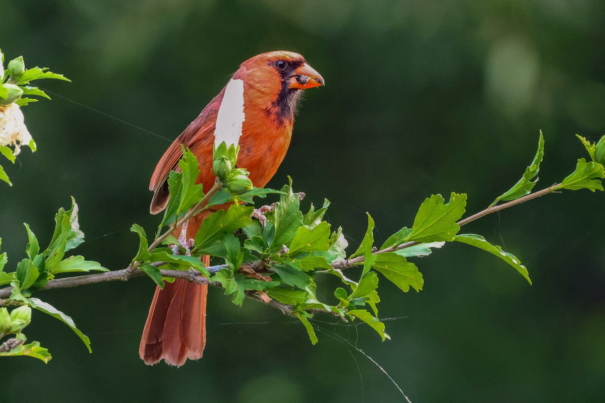 Cardinal rouge - ML620836033