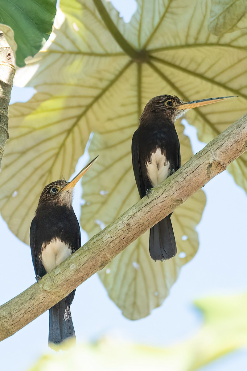 Brown Jacamar - ML620836038