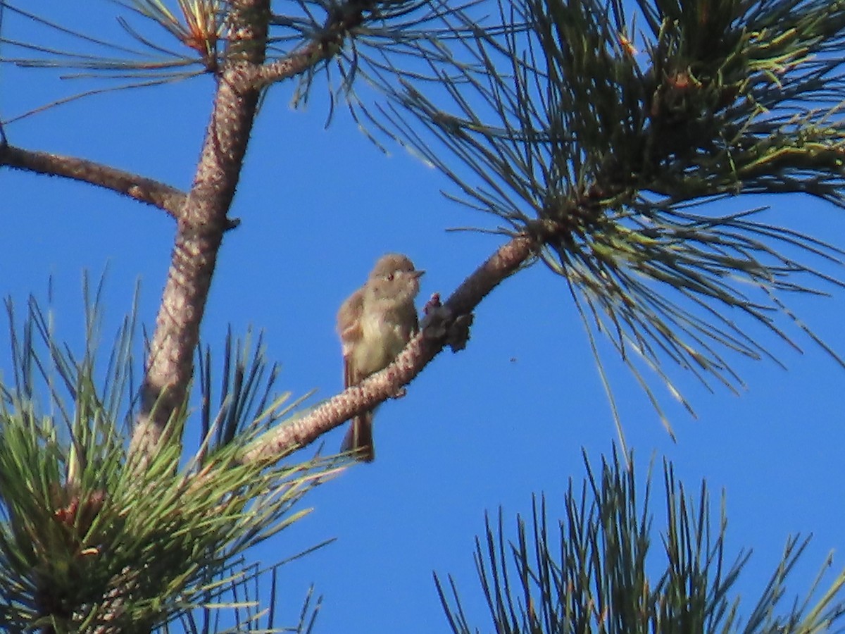 Dusky Flycatcher - ML620836050