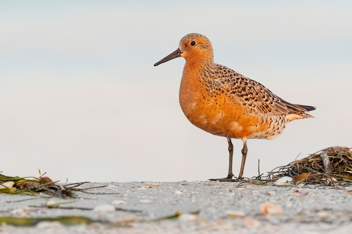 Red Knot - ML620836055