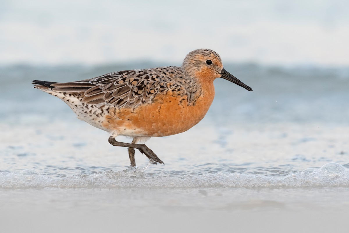 Red Knot - ML620836056