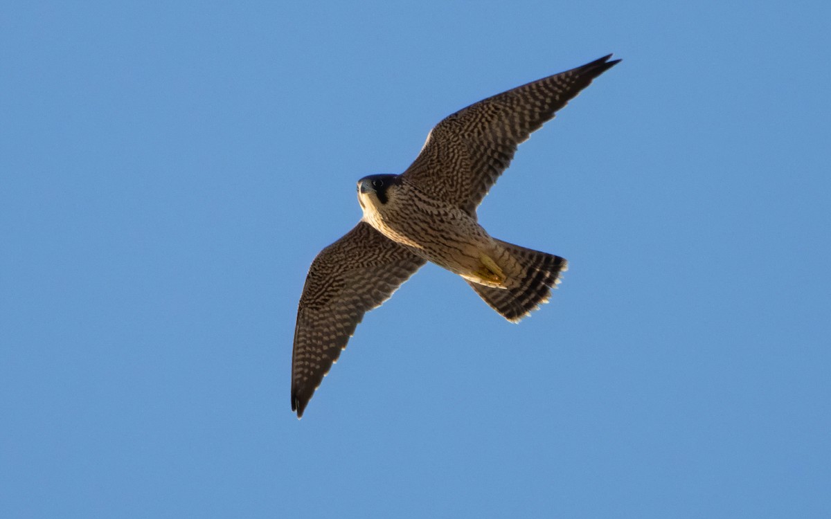 Peregrine Falcon (Mediterranean) - ML620836077