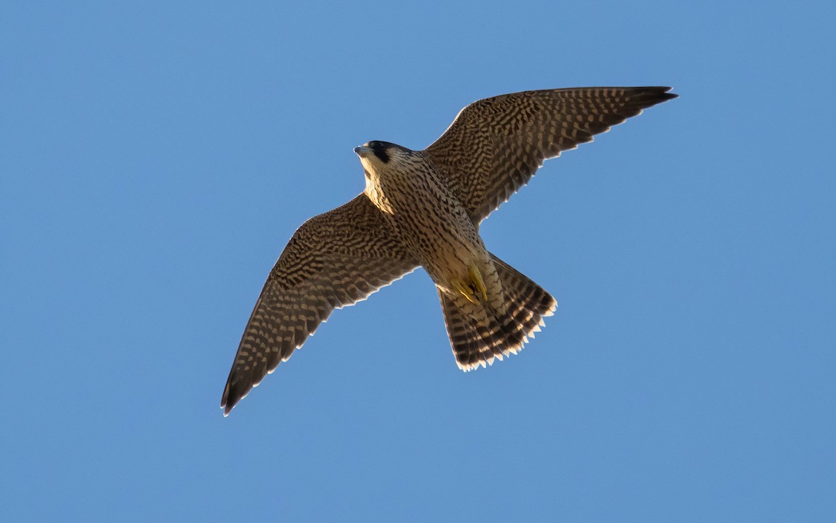 Peregrine Falcon (Mediterranean) - ML620836078